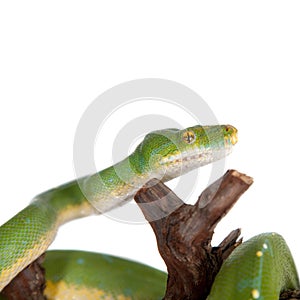 Green tree python, chondros isolated on white