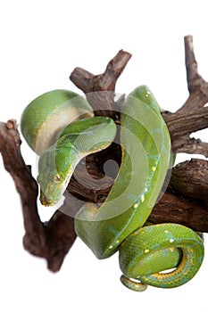 Green tree python, chondros isolated on white