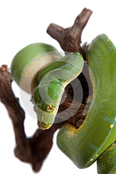 Green tree python, chondros isolated on white