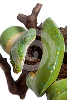 Green tree python, chondros isolated on white