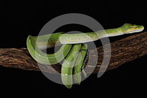 Green tree python against black background