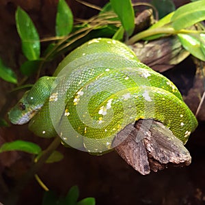 Green tree python close up.