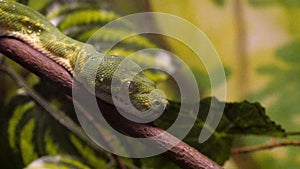 Green Tree Python Close-Up