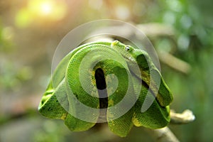 Green Tree Python