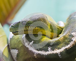 Green tree python