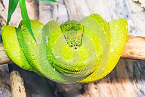 Green tree python coiled on a branch. Morelia viridis