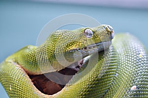 Green tree python 11