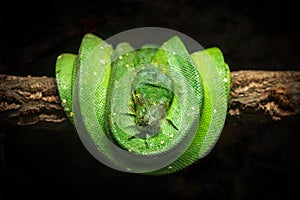 Green tree python is curled up on a branch.