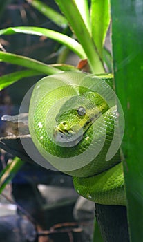 Green tree python detail closeup