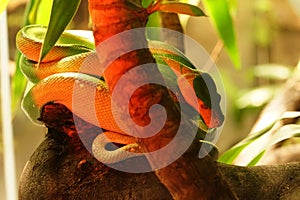 Green Tree Python detail 02