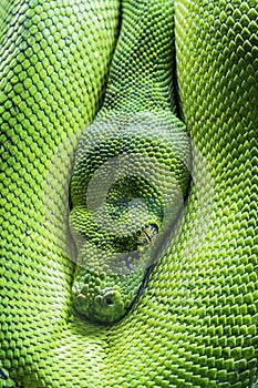 Green tree python eye