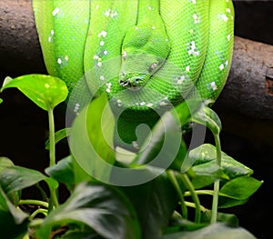 Green tree python