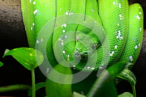 Green tree python
