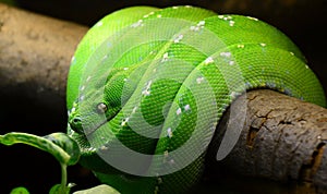 Green tree python