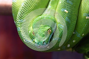 The green tree python
