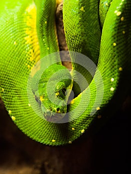 Green tree python hanging on the branch