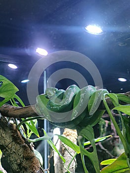 Green Tree Python hanging on the tree