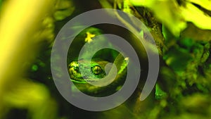 Green tree python hiding in lush foliage, close up view
