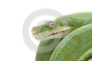 Green tree python isolated on white background