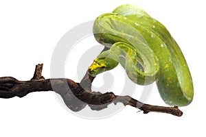 Green tree python isolated on white background