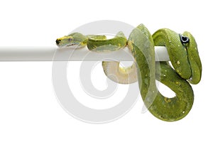 Green tree python isolated on white background