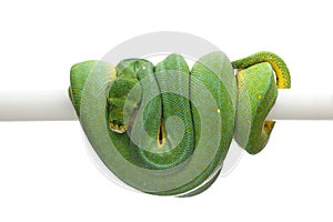 Green tree python isolated on white background
