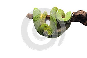 Green tree python isolated on white background