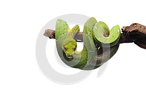 Green tree python isolated on white background