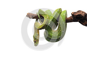 Green tree python isolated on white background