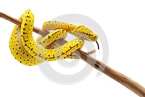 Green tree python isolated on white background