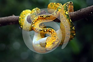 Green tree python juvenile closeup head on branch with black background