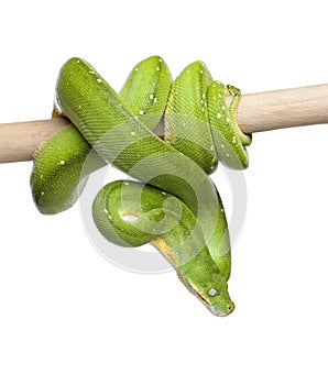 Green tree python looking down - Morelia viridis (