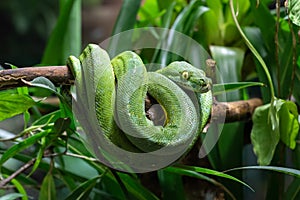 Green Tree Python, Morelia viridis