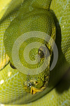 The Green tree python Morelia viridis.