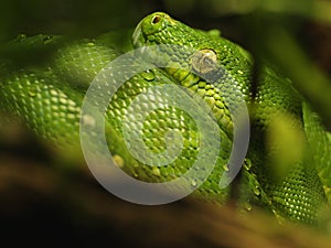 Green Tree Python (Morelia Viridis)