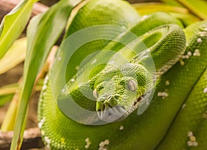 Green tree python Morelia viridis