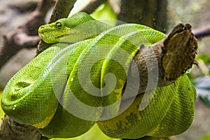 The green tree python Morelia viridis