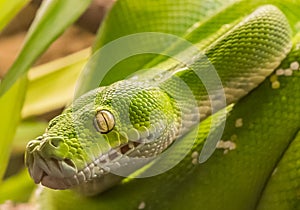 Green tree python Morelia viridis