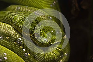 Green tree python - Morelia viridis photo