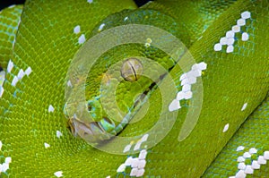 Green tree python / Morelia viridis