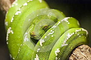 Green tree python - Morelia viridis