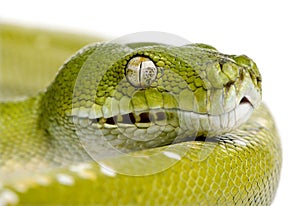 Green tree python - Morelia viridis 5 years old