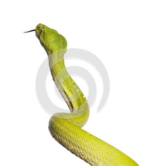 Green tree python - Morelia viridis (5 years old)