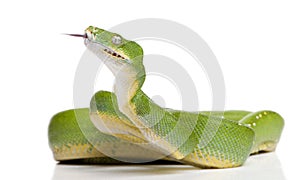 Green tree python - Morelia viridis (5 years old)