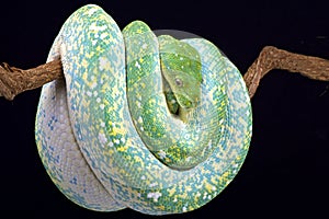 Green tree python (Morelia viridis)