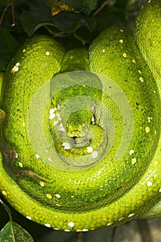 GREEN TREE PYTHON morelia viridis, ADULT