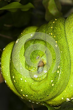 Green Tree Python, morelia viridis, Adult coiled on Branch