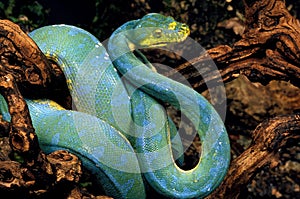 GREEN TREE PYTHON morelia viridis, ADULT STANDING ON BRANCH