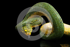 Green Tree Python. Morelia viridis. black background