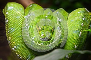 Green tree python Morelia viridis close up